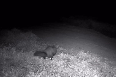 Ganos Dağları’nda Fotokapana Sansar Takıldı