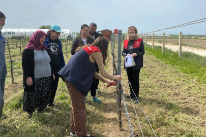 Kızılcıkdere Bağlarında Biyoteknik Mücadele Başladı