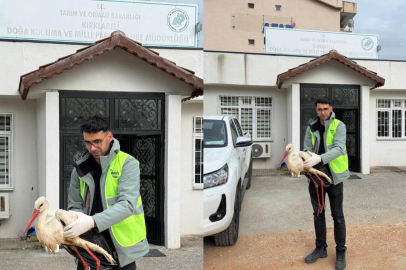 Kırklareli'nde Yaralı Halde Bulunan Leylek Tedavi Altına Alındı