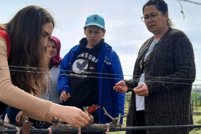 Kızılcıkdere Bağlarında Biyoteknik Mücadele Başladı