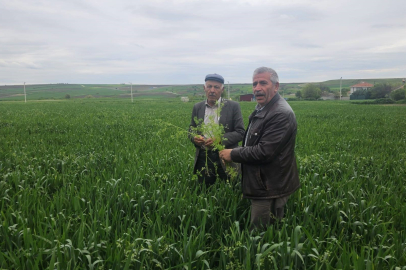 Edirne'de Buğday Ekili Alanlarda Hastalık Uyarısı