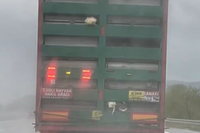 Otoyolda Tırdan Sarkan Tavuklar Kameraya Yansıdı