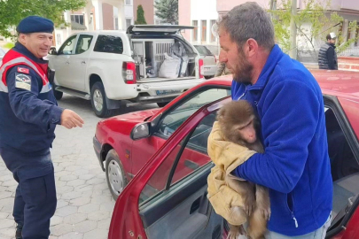 Yozgat'ta Hint Şebeği Olarak Bilinen Maymun Jandarma Tarafından Yakalandı