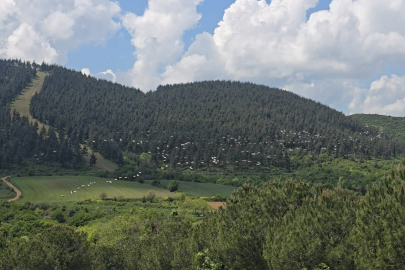 Gökyüzünde Pelikan Şöleni