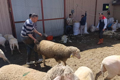 Muratlı’da Koyun Kırkım Dönemi Başladı