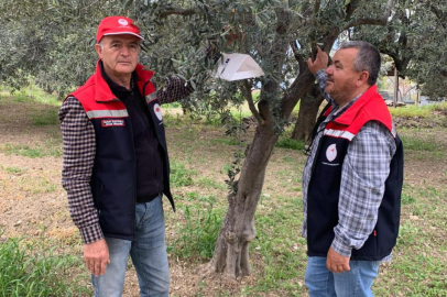 Şarköy’de Zeytin Üreticilerine İlaçlama Uyarısı
