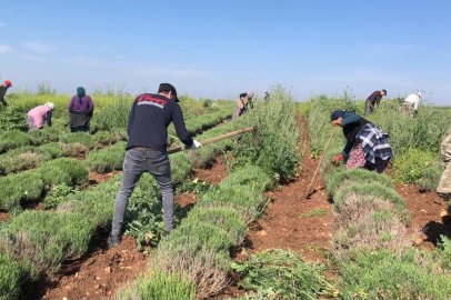 Edirne'de Verimsiz Araziler Lavanta Tarlasına Dönüştü