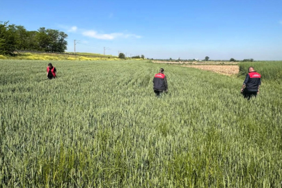 Süneye Karşı Yumurta Parazitoid Sürvey Çalışmaları Başladı