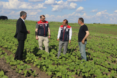 Edirne’de Anıza Ayçiçeği Ekimi Yerinde İncelendi