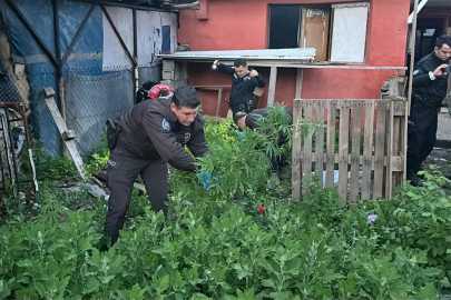 Edirne’deki Evinin Bahçesini Uyuşturucu Tarlasına Çevirmiş