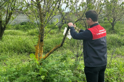 Pehlivanköy’de Meyve Bahçelerinde Zararlı Kontrolü Sürüyor
