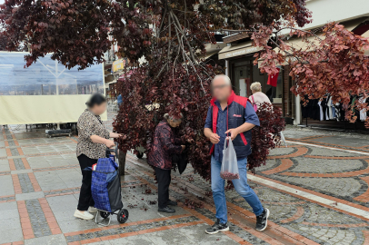 Şiddetli Rüzgarda Yağmur Yağdı, Ağaç Kırıldı: Vatandaşlar Erik Peşine Düştü