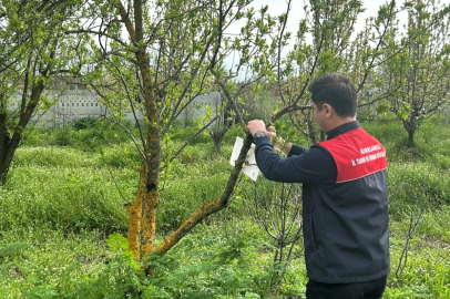 Pehlivanköy’de Meyve Bahçelerinde Zararlı Kontrolleri Sürüyor