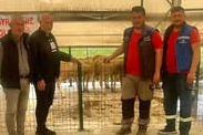 Muratlı’da Kurbanlık Satış Alanı Göçmen Konutları Mevkiinde Hizmete Açılıyor