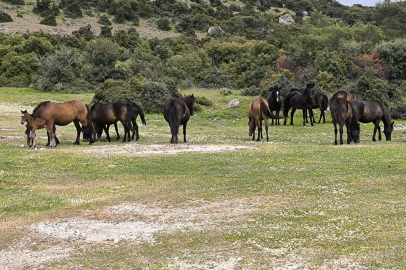 Ayvacık'ta Çiftçiler Başıboş Yılkı Atlarından Dertli