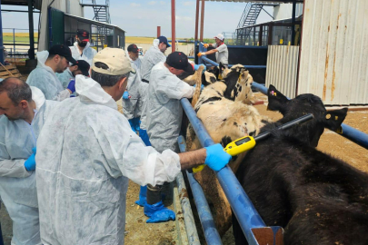 Havsa’da Damızlık Düvelerde Sağlık Taramaları Sürüyor