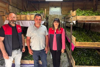Vize’de İpek Böceği Yetiştiriciliği Sürüyor