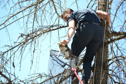 Edirne’de Ağaçta Mahsur Kalan Kedi Kurtarıldı