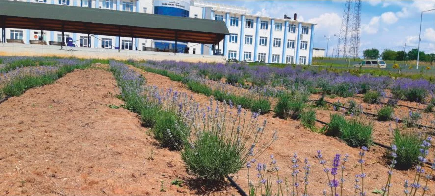 Havsa Meslek Yüksekokulu Bahçesinde Lavantalar Çiçek Açıyor