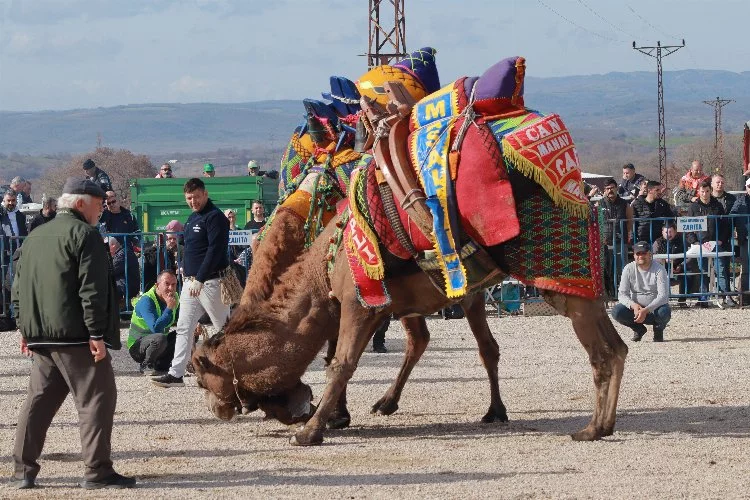 Biga'da geleneksel deve güreşi yapıldı