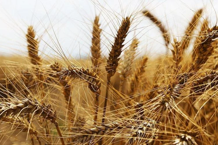 Buğdayın kilogramı 9,308 liradan satıldı