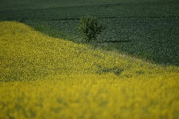 Edirne'de çiçek açan kanolalar tarlaları sarıya boyadı
