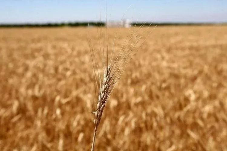 ETB buğday ve ayçiçeği fiyatını açıkladı