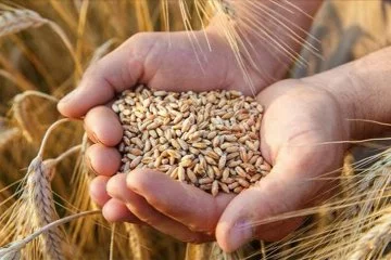 ETB’de buğday fiyatı açıklandı
