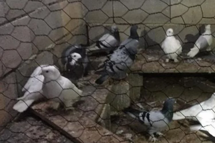 Keşan’da güvercin hırsızlığı
