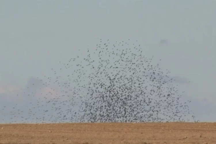 Köyün üzerini sığırcık kuşları kapladı