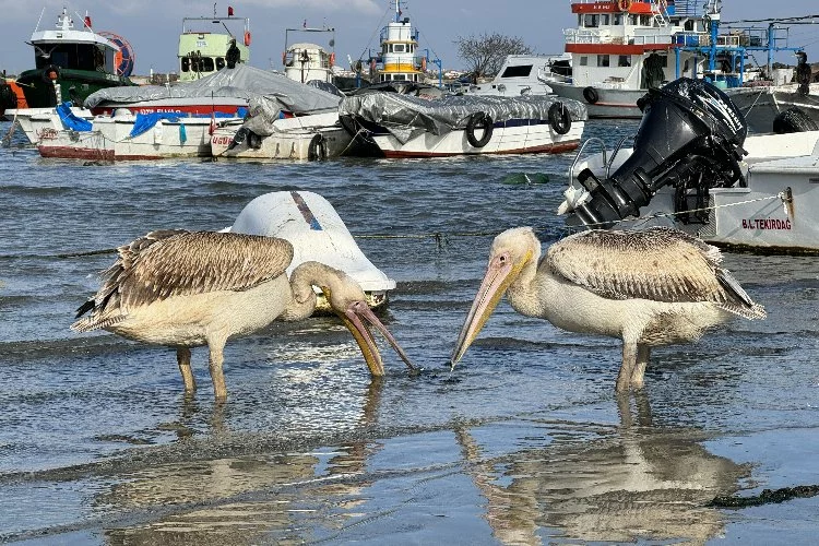 Pelikan Osman ile İbo bu sene göç etmedi