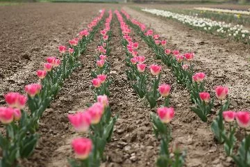 Tarımsal çeşitlilik çiçek soğanı yeti����������������������tiriciliğiyle artırılacak