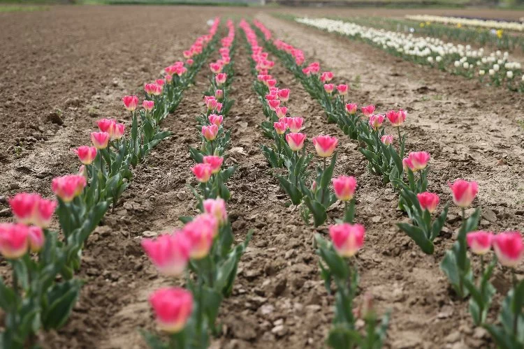 Tarımsal çeşitlilik çiçek soğanı yetiştiriciliğiyle artırılacak